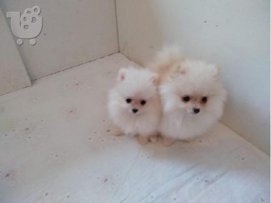 Καθαρόαιμα κουτάβια Pomeranian BOO